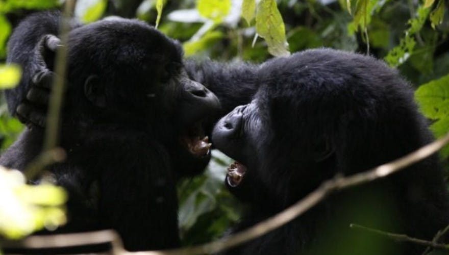 15 Days Gorilla Safari and wildlife in Uganda