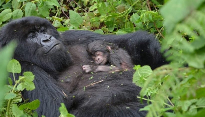 10 Days Best of Uganda Ultimate Primate Safari