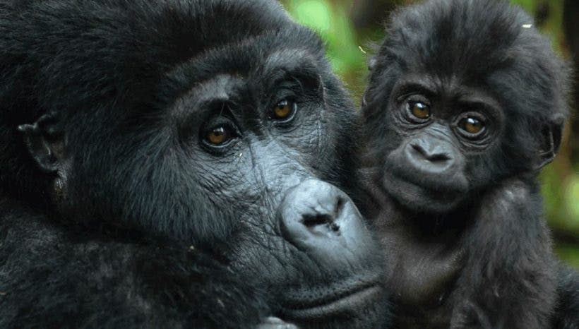 10 days Uganda Safari Gorilla, Wildlife and Chimpanzees