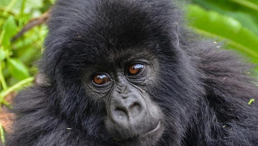 7 Days Queen Elizabeth Gorillas Trekking In Bwindi and Lake Mburo Safari