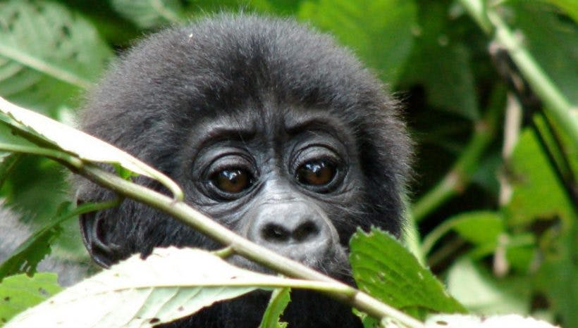 7 Days Primates Adventure Safari in Uganda.