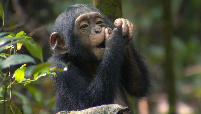 5 Days Chimpanzees Trekking and Murchison Falls Wildlife Adventure Safari