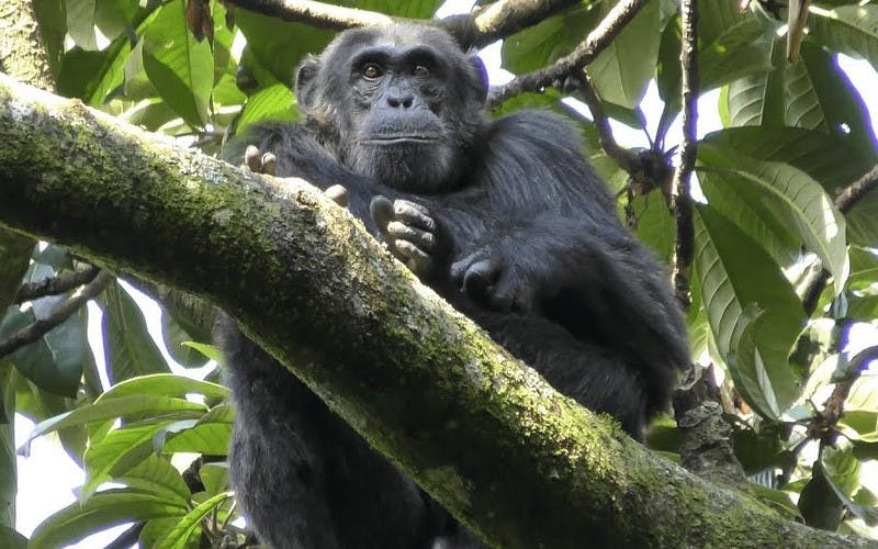 5 Days wildlife, Gorillas and Chimpanzee Trekking safari In Uganda