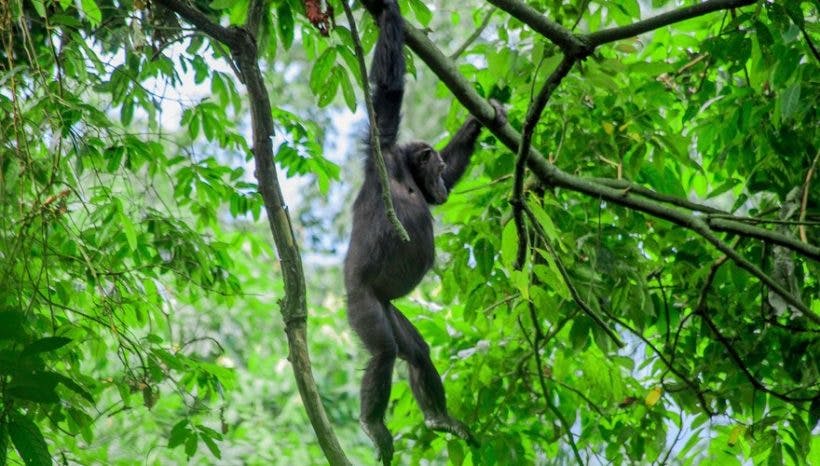 4 Days Gorillas, Chimpanzees and Wildlife Safari in Uganda