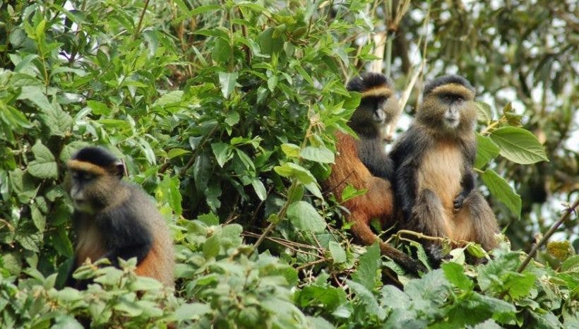 4 Days Golden monkeys And Gorilla Trekking Safari