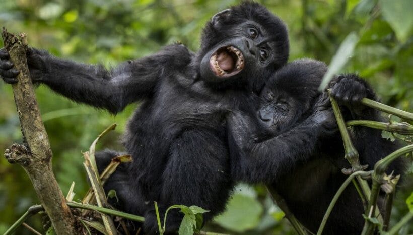 3 Days Uganda Gorilla Trekking Safari and Batwa Pygmies Visit in Bwindi National Park