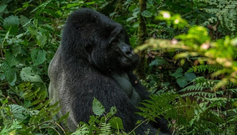 3 Days Gorilla Trekking in Mgahinga Gorilla National Park.