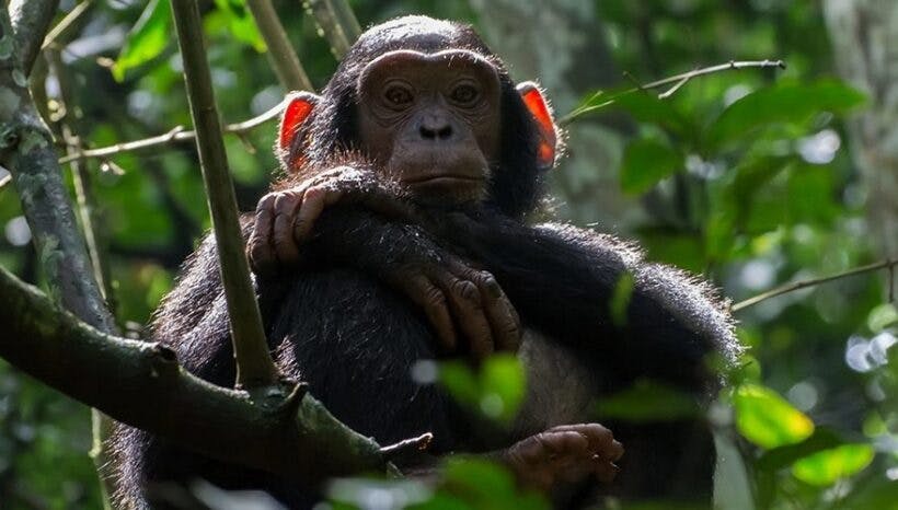 3 Days Chimpanzees Trekking safari in Kibale National Park