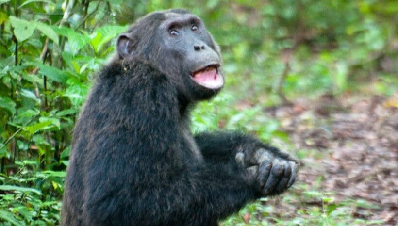 3 Days Chimpanzee Habituation Safari in Kibale National Park