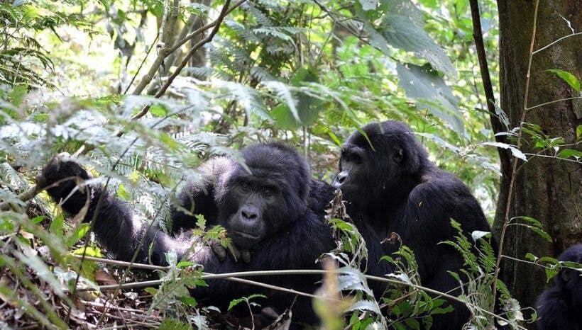 3 Day Uganda Gorilla Habituation Safari