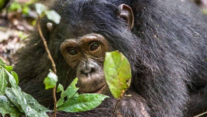 2 Days Chimpanzee Trekking Safari