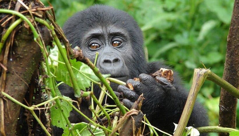 2 Days Gorilla Trekking Safari to Bwindi National Park