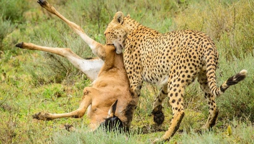 12 days Kenya and Tanzania Wildlife Safari