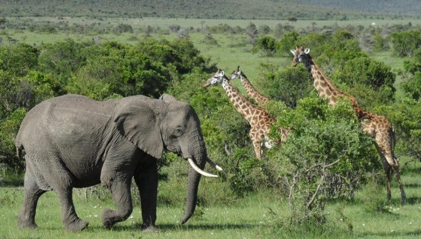 4 Days Wildlife Safari In Kenya