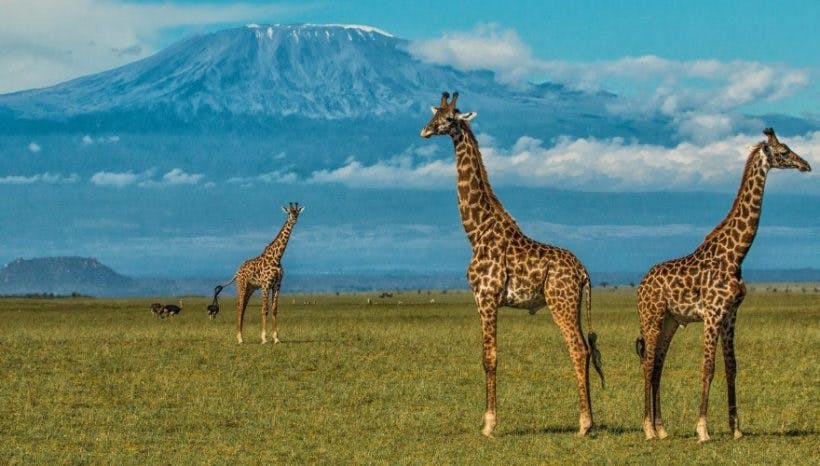 5 Days Amboseli and Tsavo West Wildlife Safari
