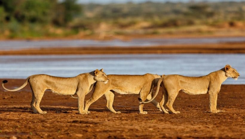 8 days Magical Kenya Wildlife Safari