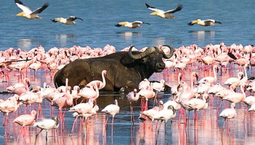 9 Days Kenya Wildlife Safari