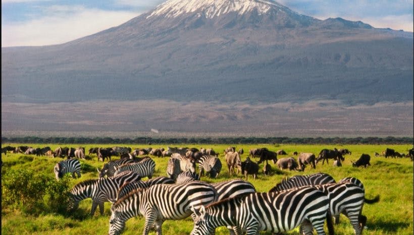 7 Days Kenya wildlife safari tour