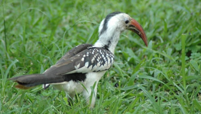 15 Days Birding and Wildlife Adventure Tour in Kenya.
