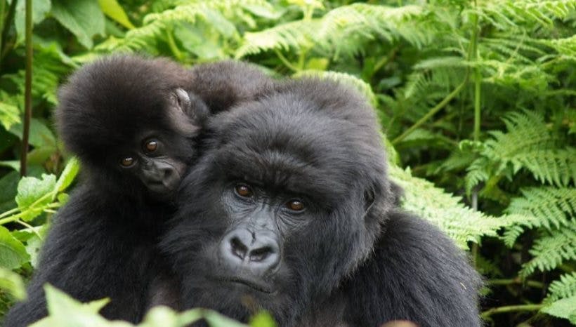 6 Days Rwanda Safari with Gorilla Trekking and Wildlife