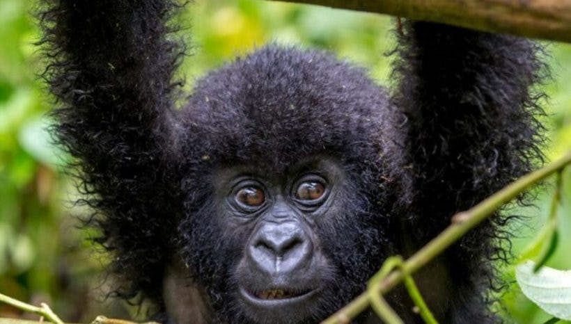 5 Days Rwanda Gorilla and Akagera wildlife safari
