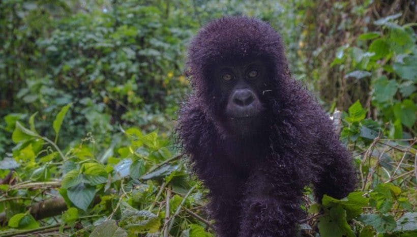 5 days gorillas and Wildlife Safari Rwanda