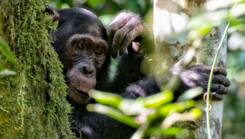 3 Days Chimpanzee Trekking Safari in Nyungwe Forest, Rwanda