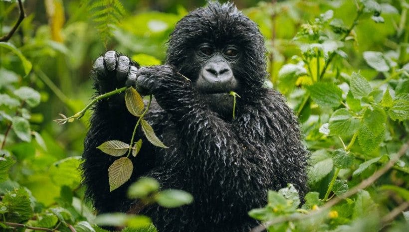 2 day Gorilla trekking safari in Rwanda