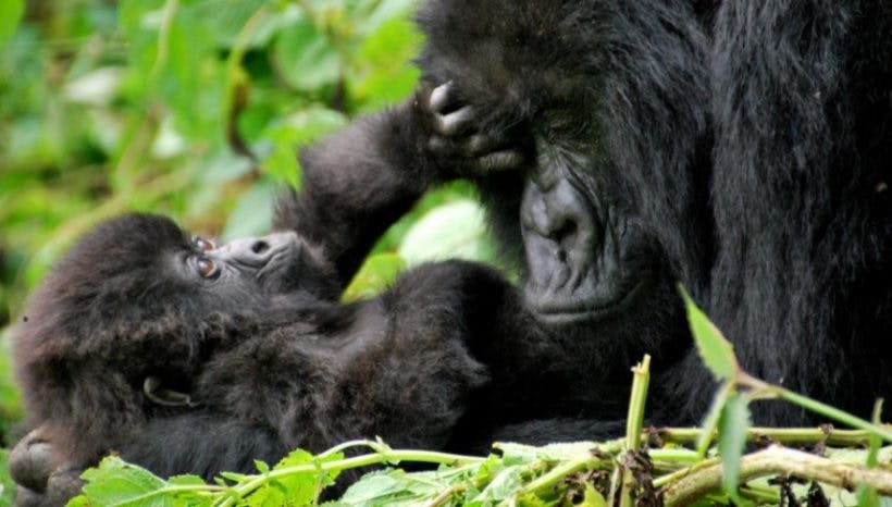 3 Days Gorilla Trekking Safari in Rwanda