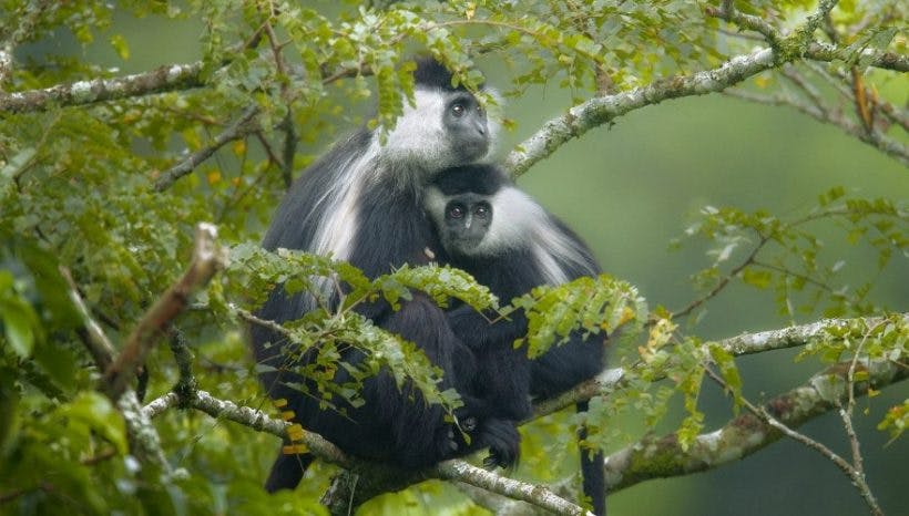 2 Days Nyungwe Chimpanzee and Canopy Walk Safari in Rwanda