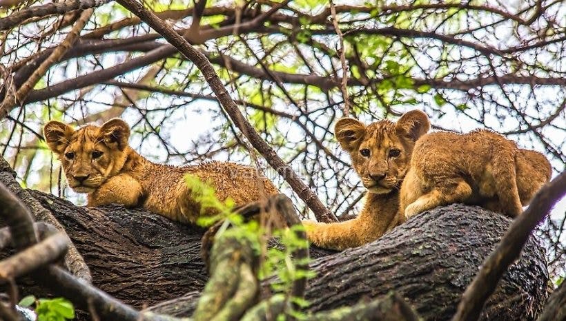 5 Days Circuit Wildlife Safari in Tanzania