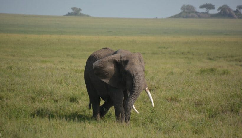 3 Days Tanzania Safari in Serengeti National Park
