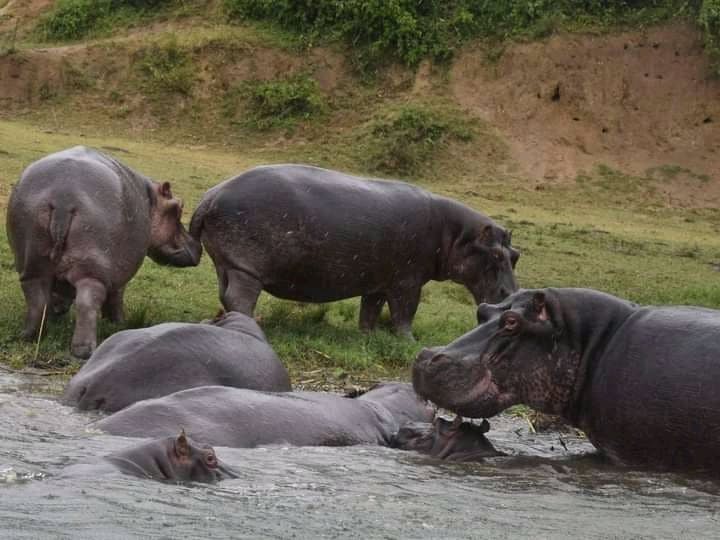 12 Days Best of Uganda Wildlife Encounter and Cultural Safari