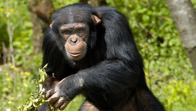5 Days Gorillas and Chimpanzee Trekking Circuit Safari Uganda.