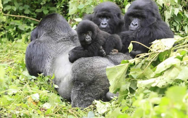 14 Days Explore Uganda and Rwanda Gorilla Trekking Safari