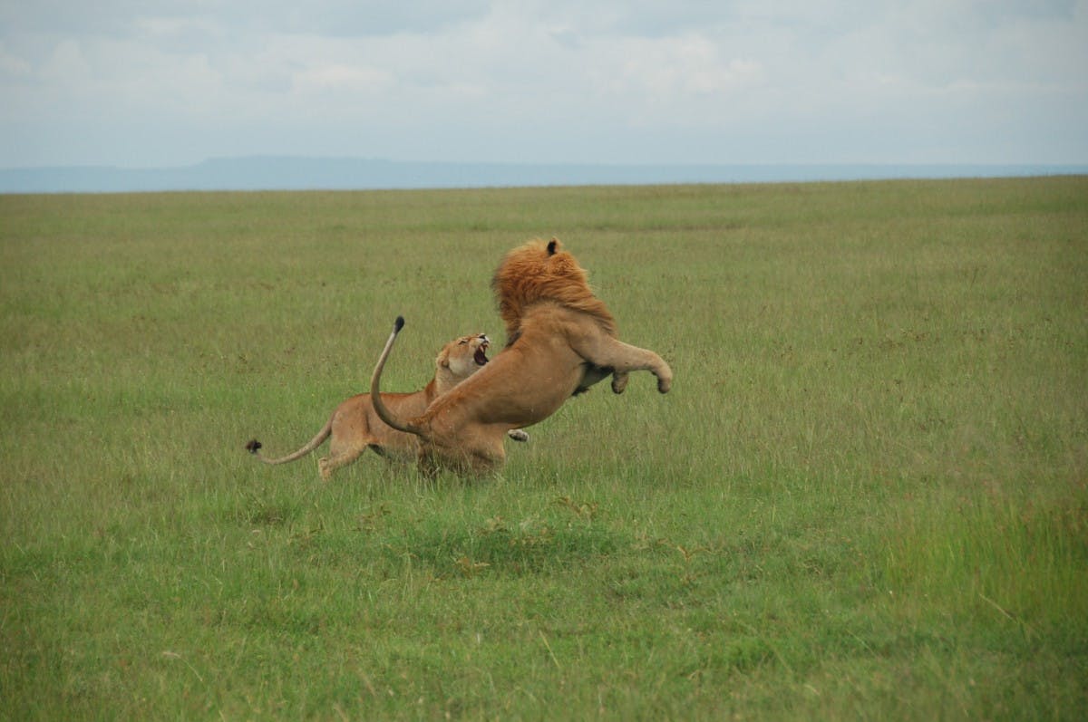 4 Days Masai Mara and Lake Nakuru Safari