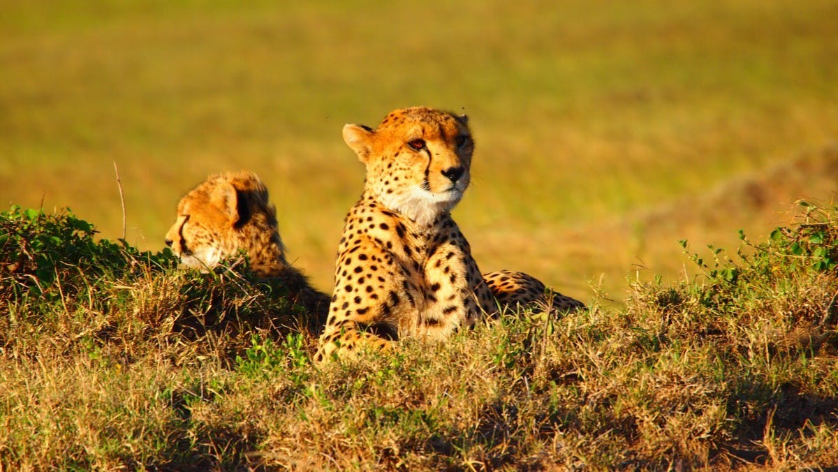 16 Days Wildlife and Beach Safari in Kenya