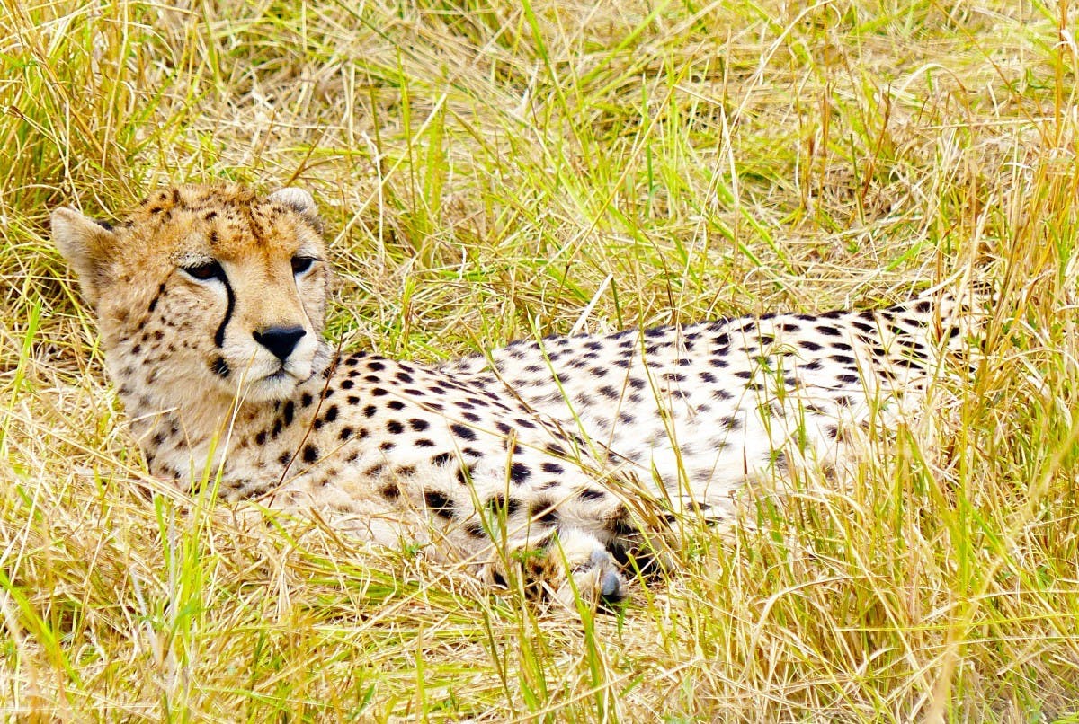 2-Day Masai Mara Safari