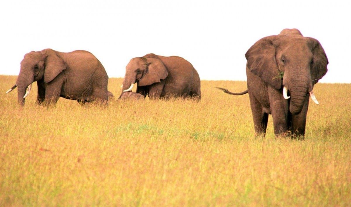 6 Days Wildlife Safari in Kenya