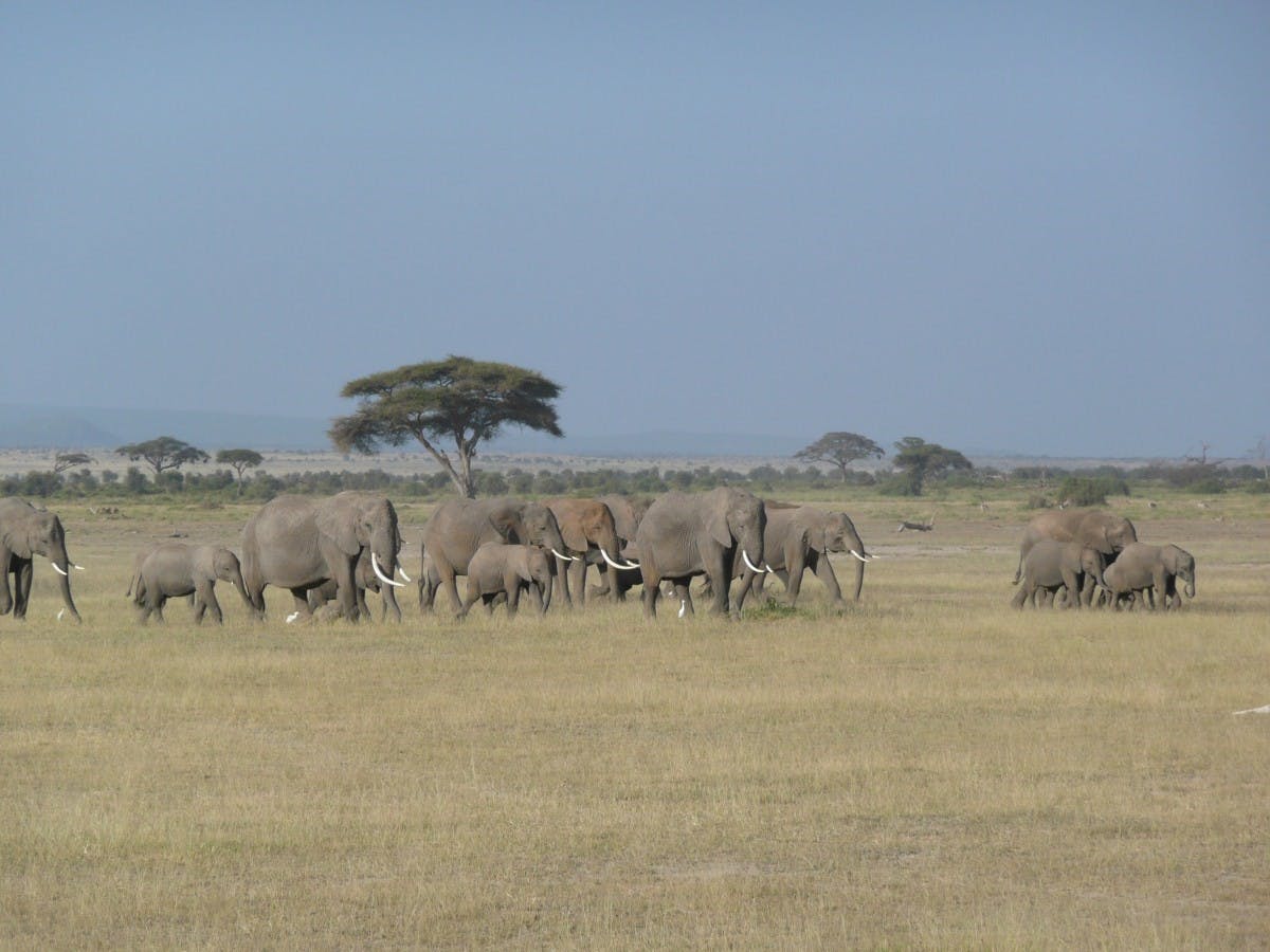 10 Days Best of Kenya Safari Holiday