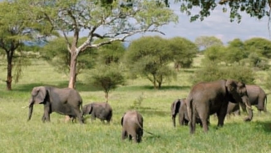 10 Days Uganda and Tanzania Safari- Gorillas, Chimpanzees and Wildlife