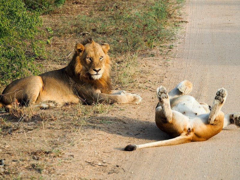 4-Days Kruger Park Big Five Safari