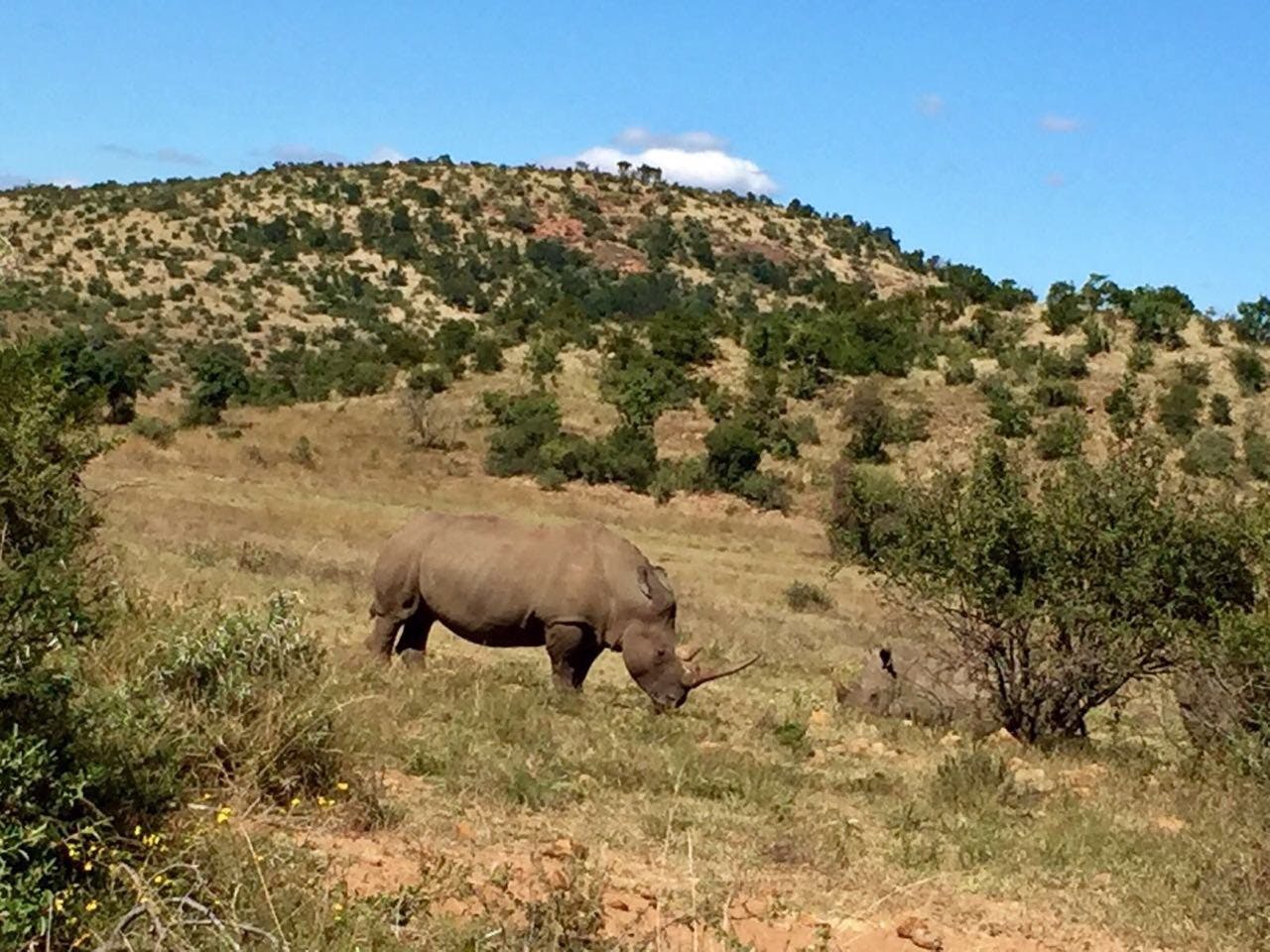 2-Day Pilanesberg National Park Safari