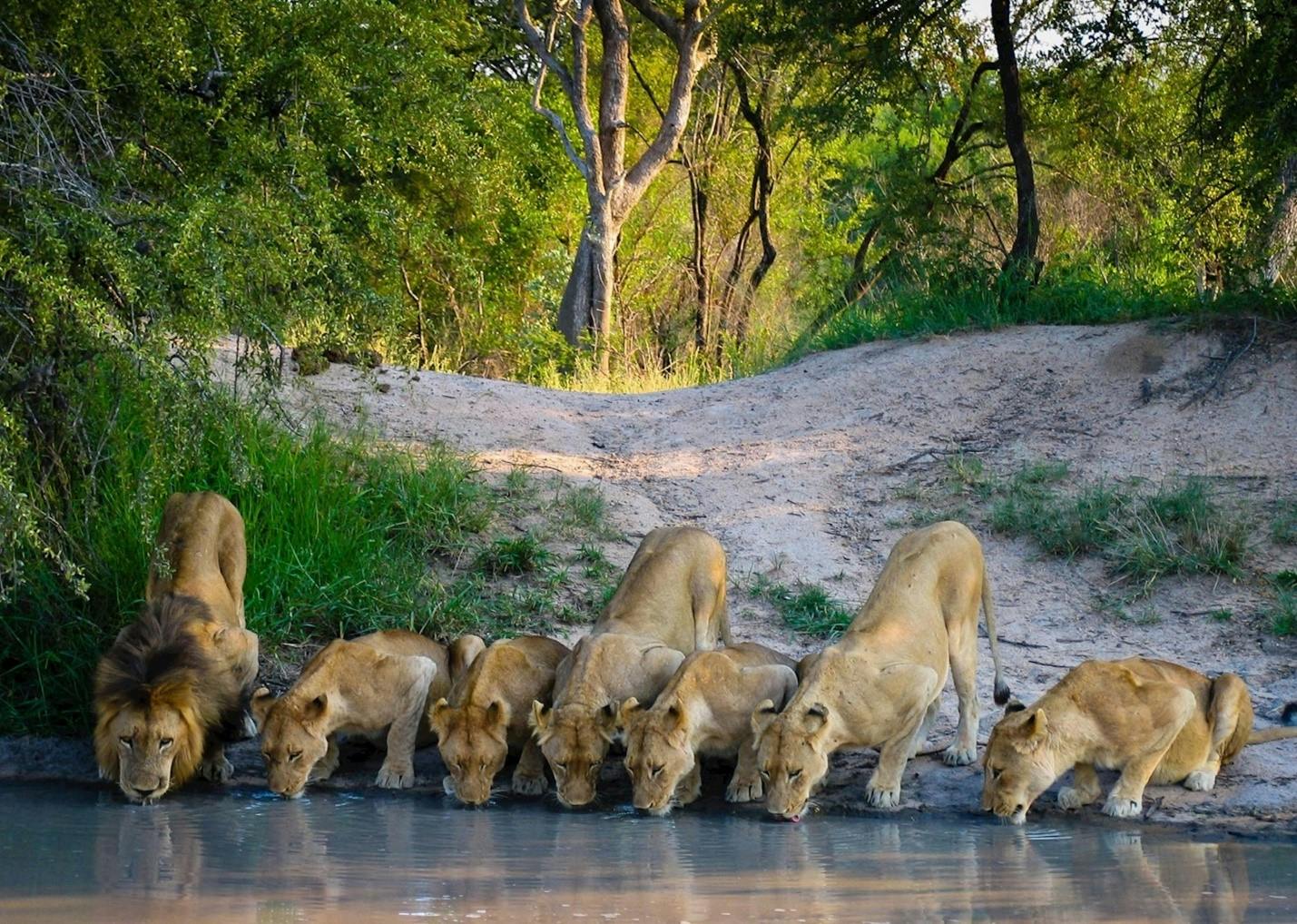 3-Day Kruger Safari