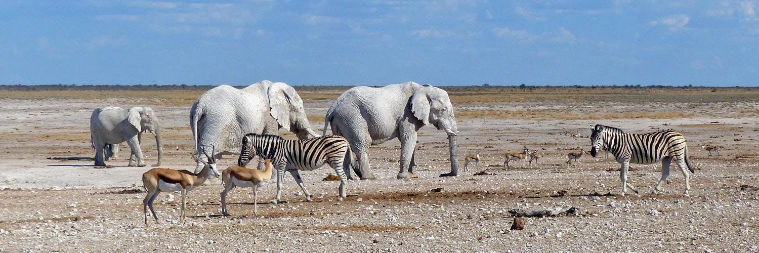 8 Days Namibia Wildlife Safari